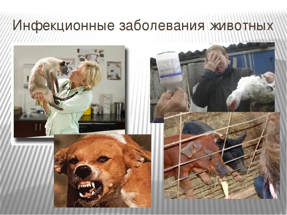 Инфекционные болезни среди животных. Инфекционные заболевания животных. заразные болезни животных. инфекционные заболевания сельскохозяйственных животных. инфекционная заболеваемость животных.