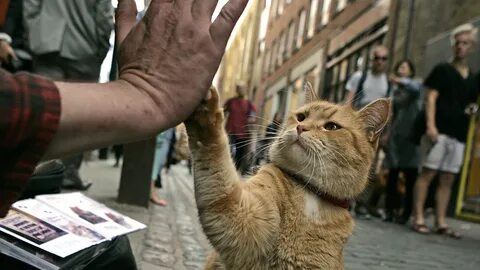 Hello street cat 4chan