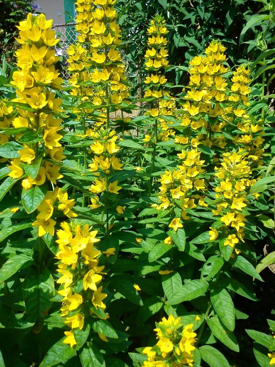 Вербейник Лизимахия. Вербейник Lysimachia punctata. Вербейник точечный (Lysimachia punctata). Вербейник точечный (Лизимахия).