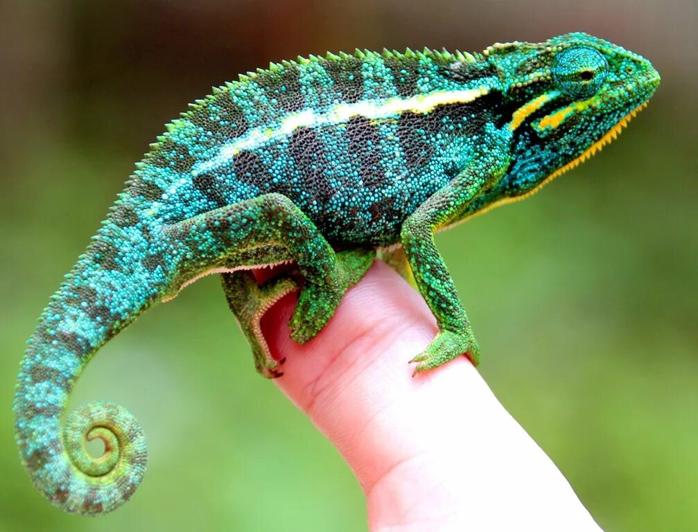 Окрас йеменского хамелеона. Хамелеон ошайнеси. Chamaeleo calyptratus calcarifer. Хамелеон Африка.