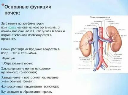 Почки какая область
