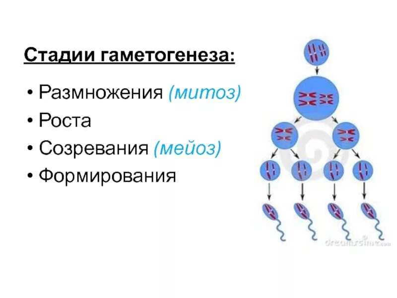 Гаметогенез редукционное деление. Фаза размножения роста созревания. Этапы гаметогенеза схема. Сперматогенез набор хромосом и ДНК. Мейоз разнообразие гамет