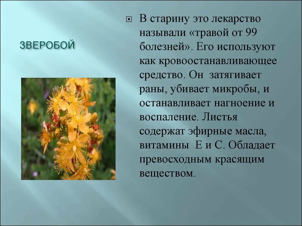 4 зверобой 2. Зверобой информация о растении. Рассказ о лекарственном растении. Лекарственные растения доклад. Зверобой лекарственное растение.