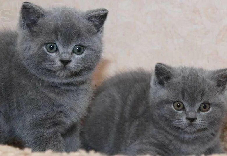 Шотландские котята спб. Шотландцы котята. Котята британцы. Черный котенок скоттиш страйт. Голубой британец котенок.