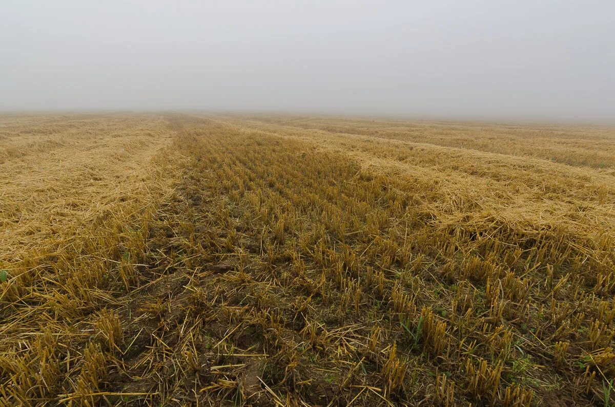 не убранные поля. убранное поле пшеницы. в поле. поле после уборки урожая. поле стерня.