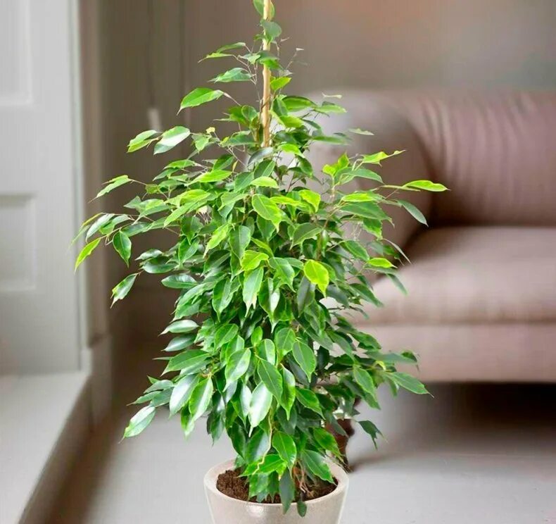 Фикус Бенджамина. Фи́кус Бенджами́на Ficus benjamina. Фикус Бенджамина Саманта