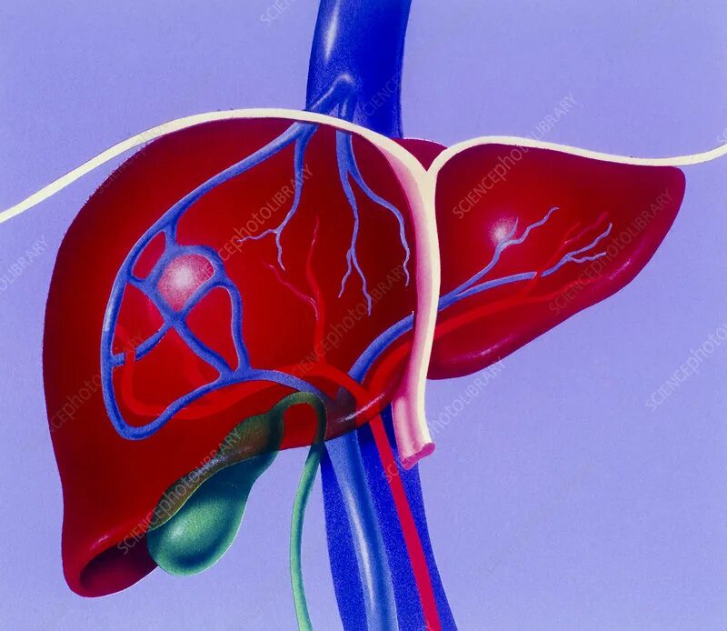 Кровь через печень. Hepatic Blood Vessels.