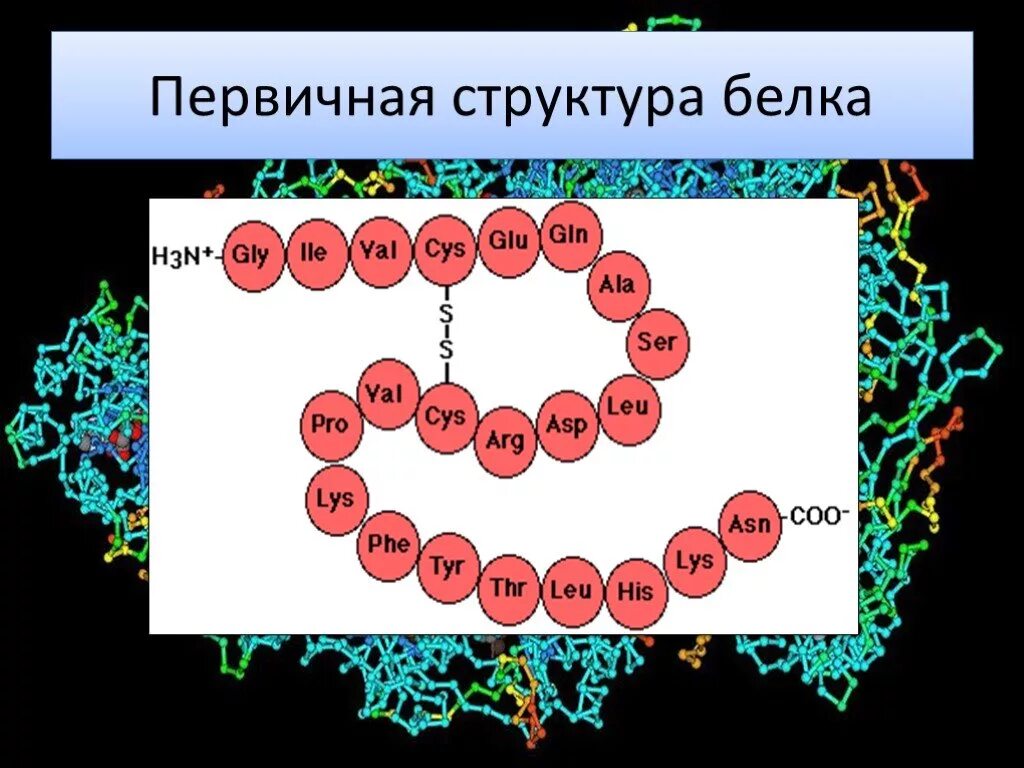 Пример первичного белка. Белки первичная структура химия. Первичная структура белка химия 10 класс. Строение белков химия 10 класс. Структура белков химия 10.