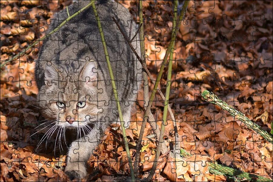 Кошка млекопитающее или нет. Кошка млекопитающее или нет