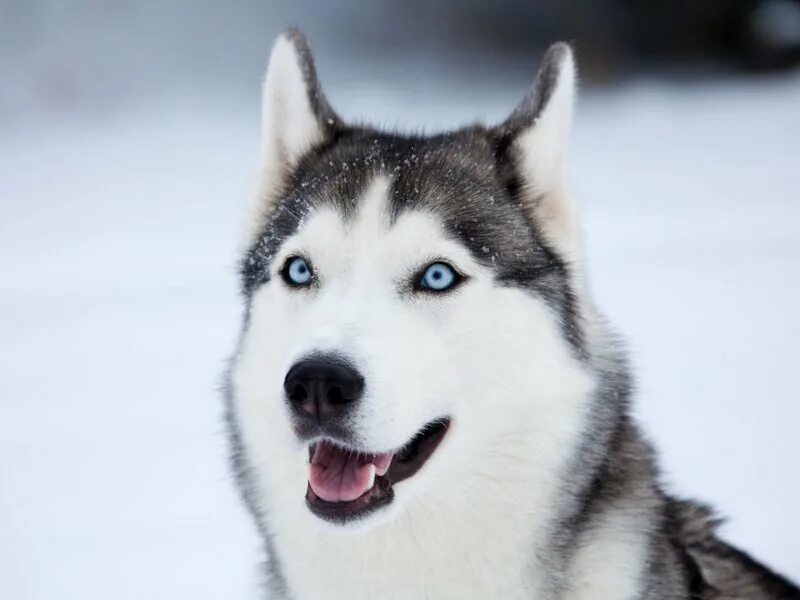 Порода хаски. Сибирский хаски щенки. Сибирский хаски щенки. Хаски в снегу фото. Морда собаки хаски.