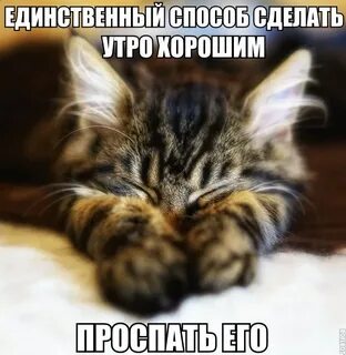 Котик мой проснулся