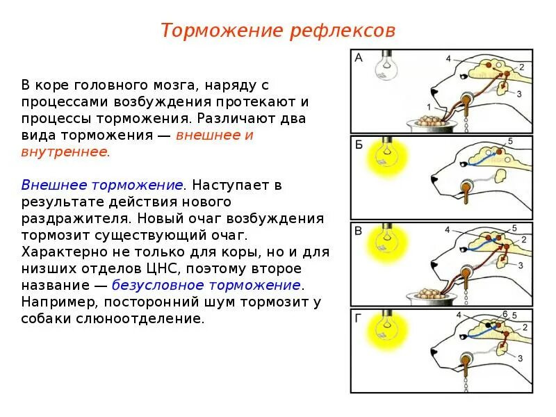 Схему-классификацию видов торможения условного рефлекса. Процесс торможения условного рефлекса это. Схема безусловного торможения условных рефлексов. Безусловного торможения условного рефлекса особенности.