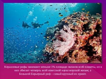 В каком из морей обитают коралловые рифы