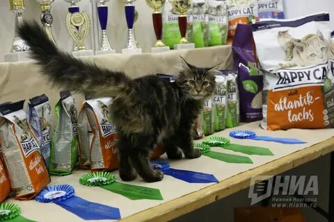 Кошки нижний новгород