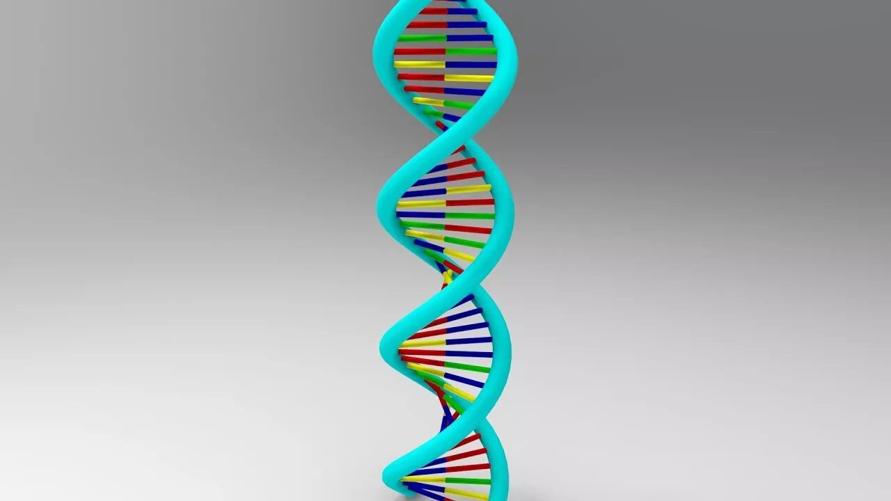 ДНК 3д модель. Моделирование ДНК. Объемная модель ДНК. Молекула ДНК.