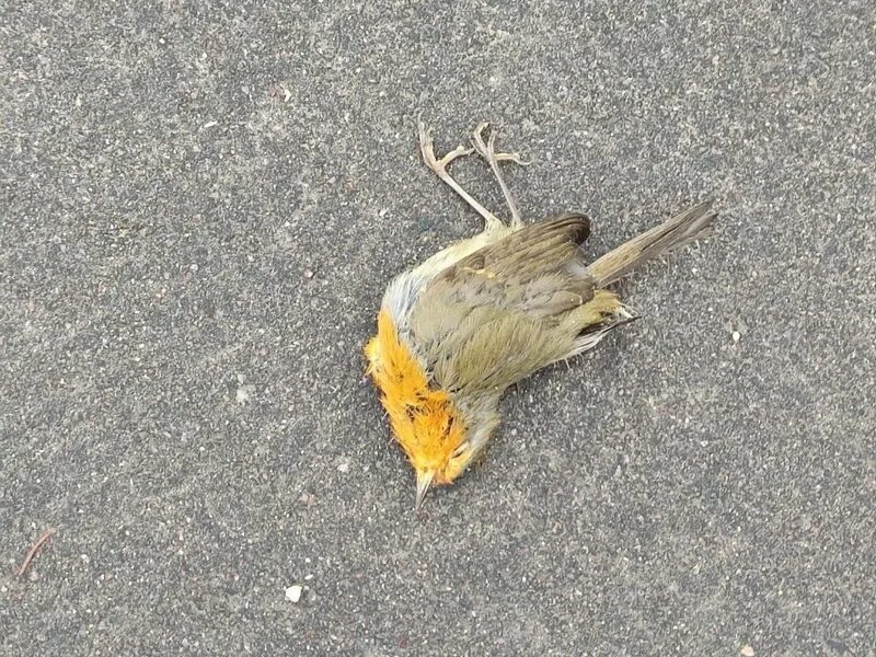 Птица разбивается. Птица разбилась об окно. Птица бьется в окно. Падающая птица. Птица стекло.