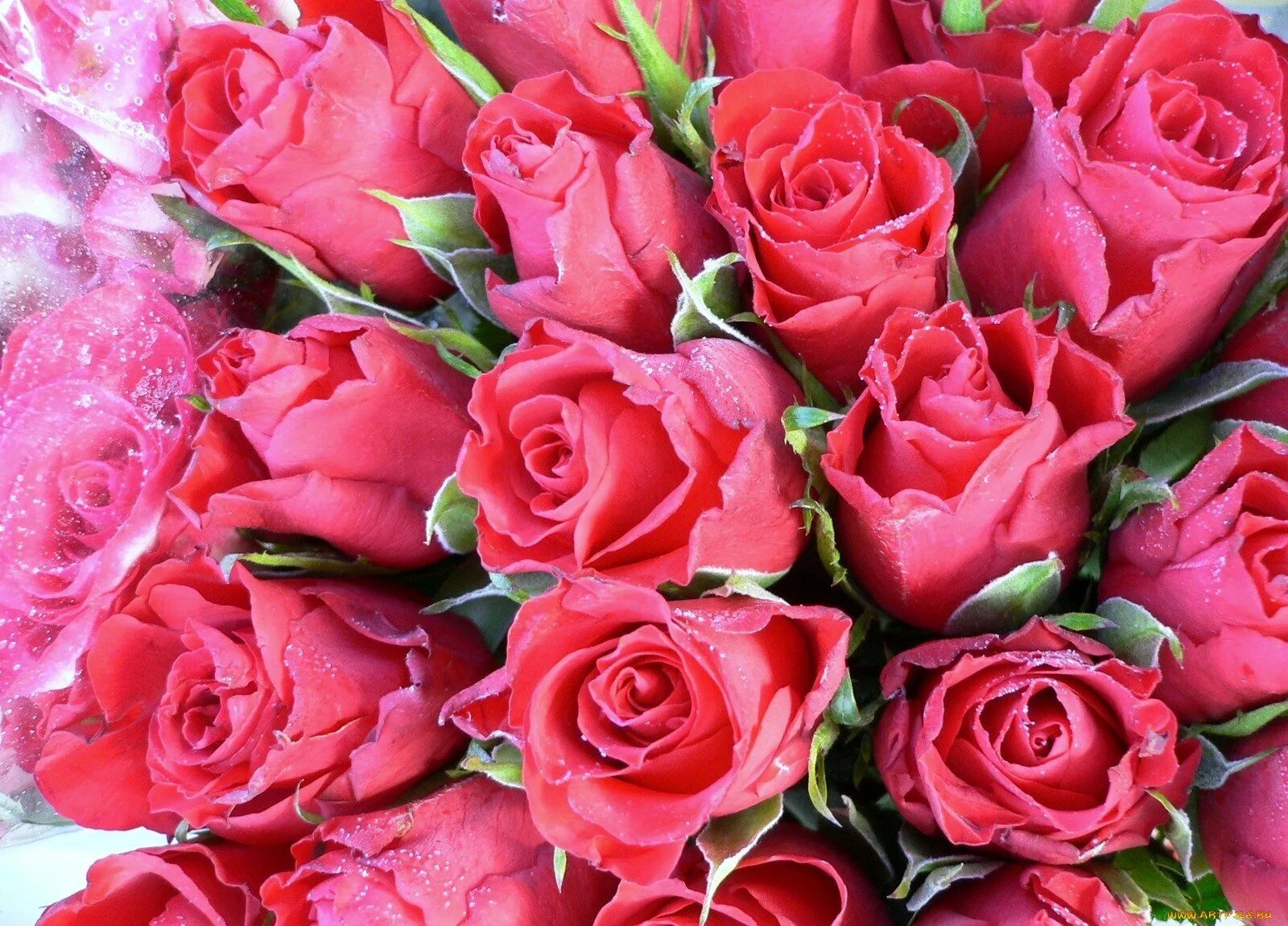 Букет роз к 8 марту. Шикарные цветы. Красивый букет цветов. Букет роз с днем рождения. Красивой девушке красивые цветы.