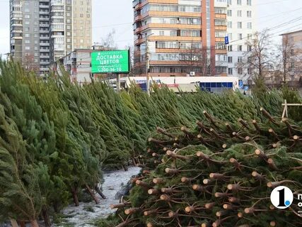 Почему не продают елки на улице 2023