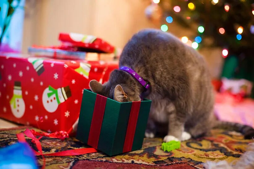 Смешной сюрприз. Кот новый год. Подарки под ёлкой. Кот с подарком. Подарок для кошки.
