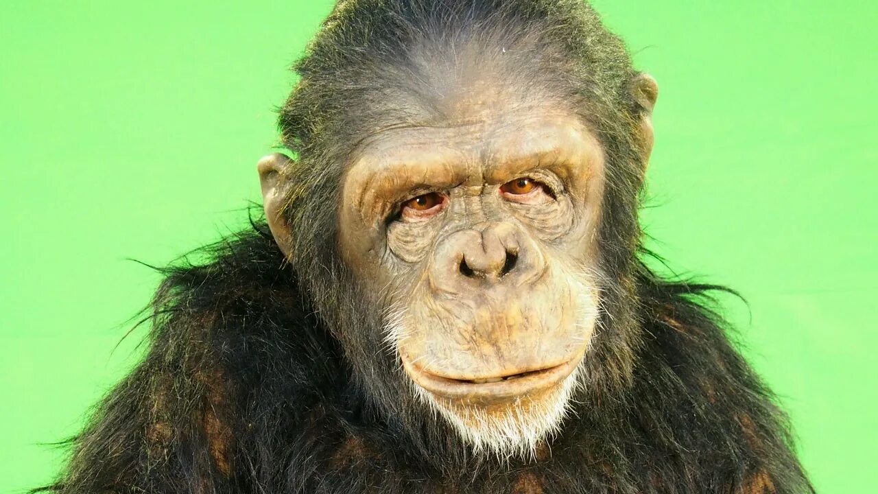 Покажи человека обезьяну. Обезьяна похожая на человека. Шимпанзе похожи на людей. Похож на обезьяну.