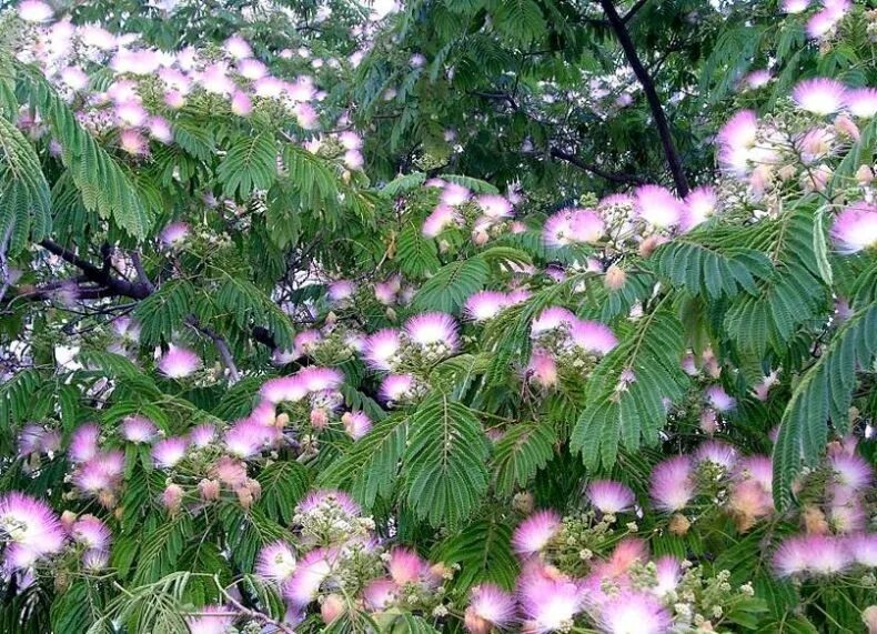 Mimosa pudica (Мимоза). Мимоза стыдливая недотрога. Мимоза стыдливая дерево. Стыдливая Мимоза Акация.