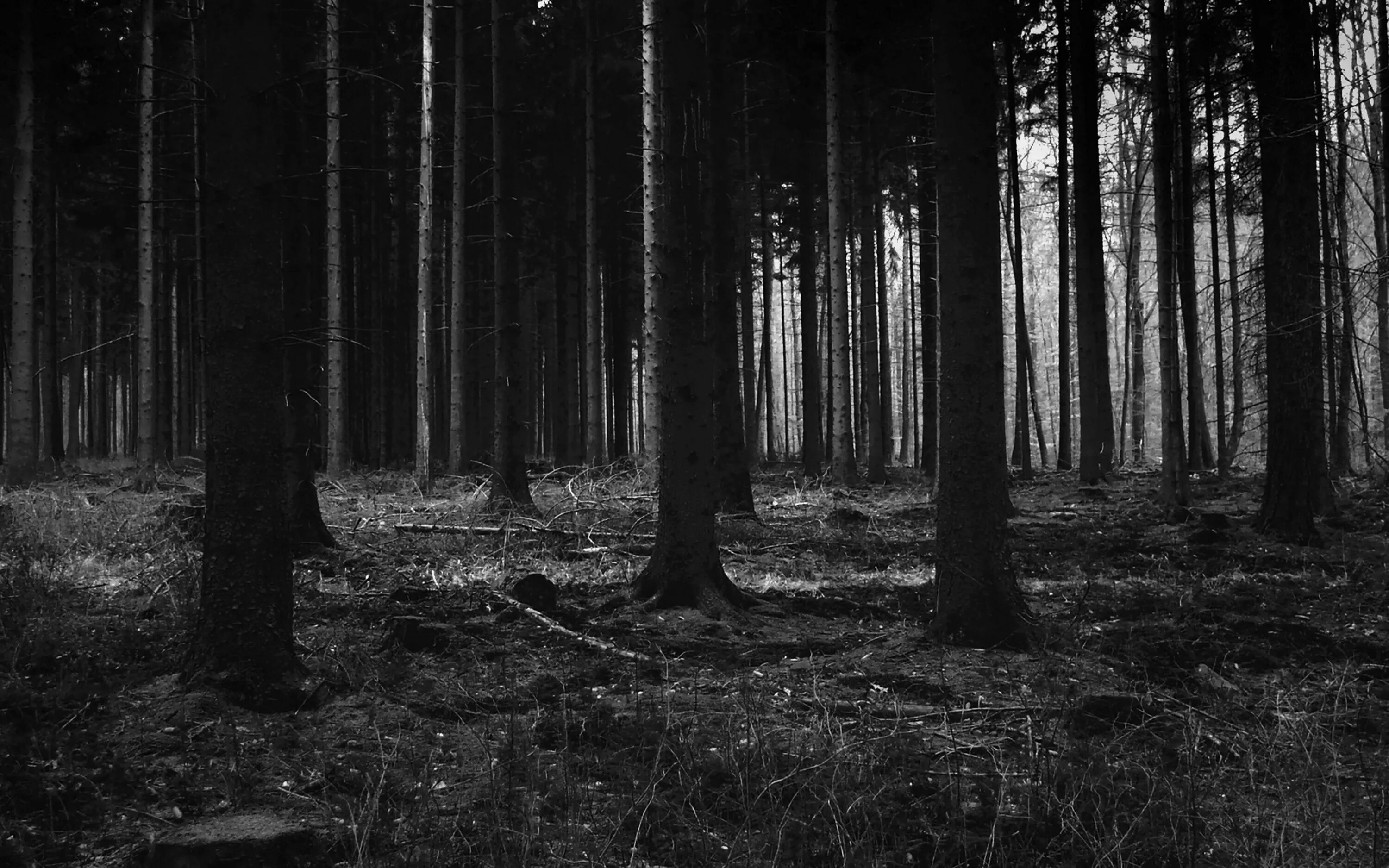 мрачная дорога в лесу. тропа в лесу ночью. тихий мрак. мрачный фон. жуткий темный лес.