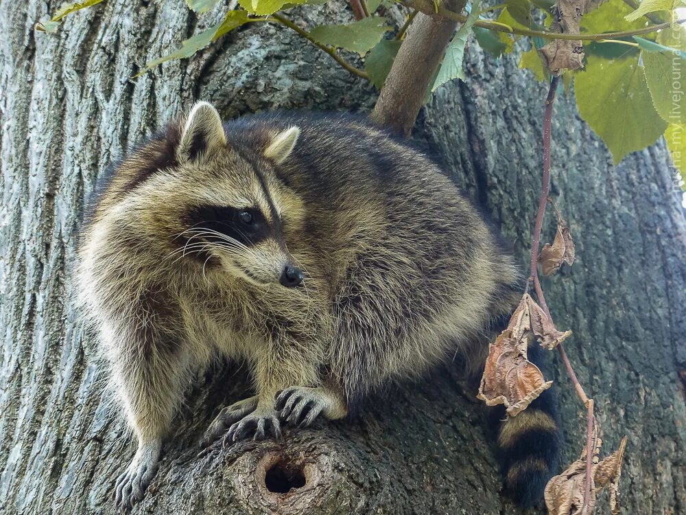 клиника крошка енот серпухов. енот серпухов. деревенский енот. енот-ракоед. магазин енот в подольске.