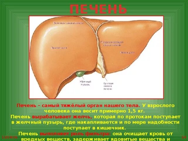 Увеличенная печень и температура. Печень анатомия. Печень человека расположение.