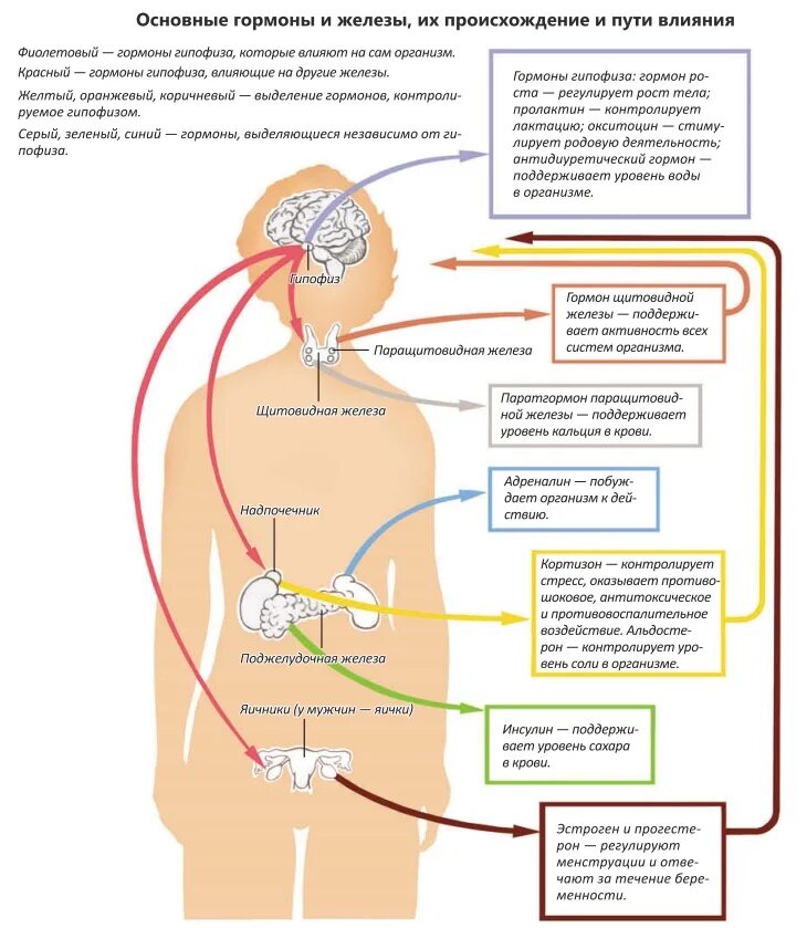 Сколько вырабатывает организм. Гормональная система человека схема. Выработка гормонов схема. Схема выработки гормонов в организме. Схема эндокринной системы с гормонами.