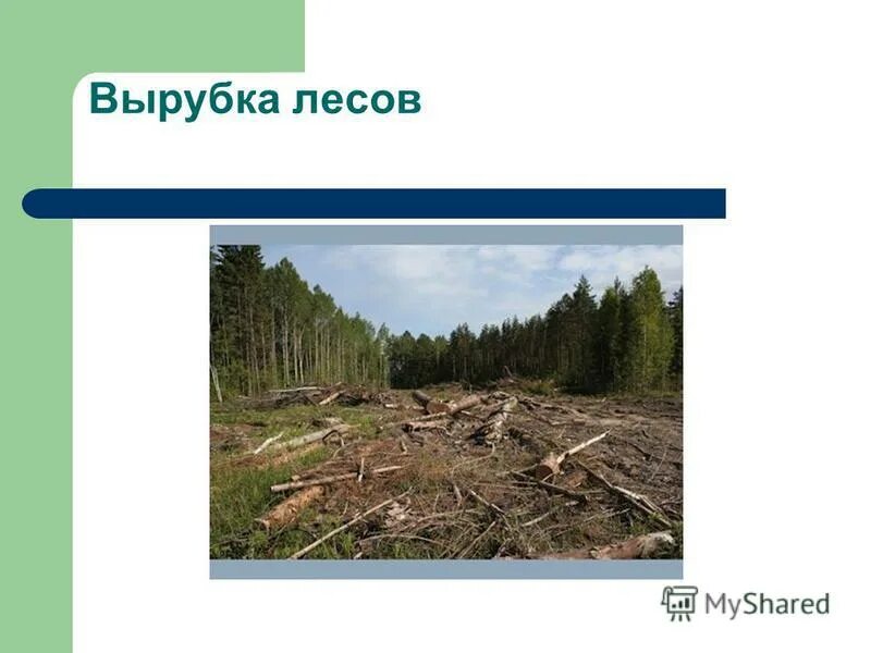 Последствия вырубки леса. Экологические проблемы леса. Вырубка лесов проект. Вырубка лесов в России пути решения.