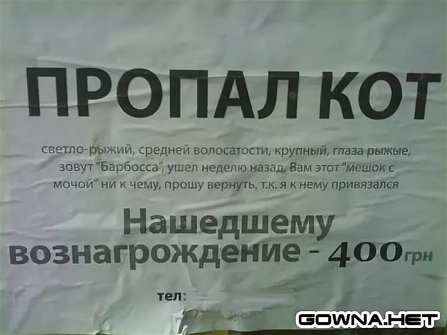 Потеряли кошку объявления