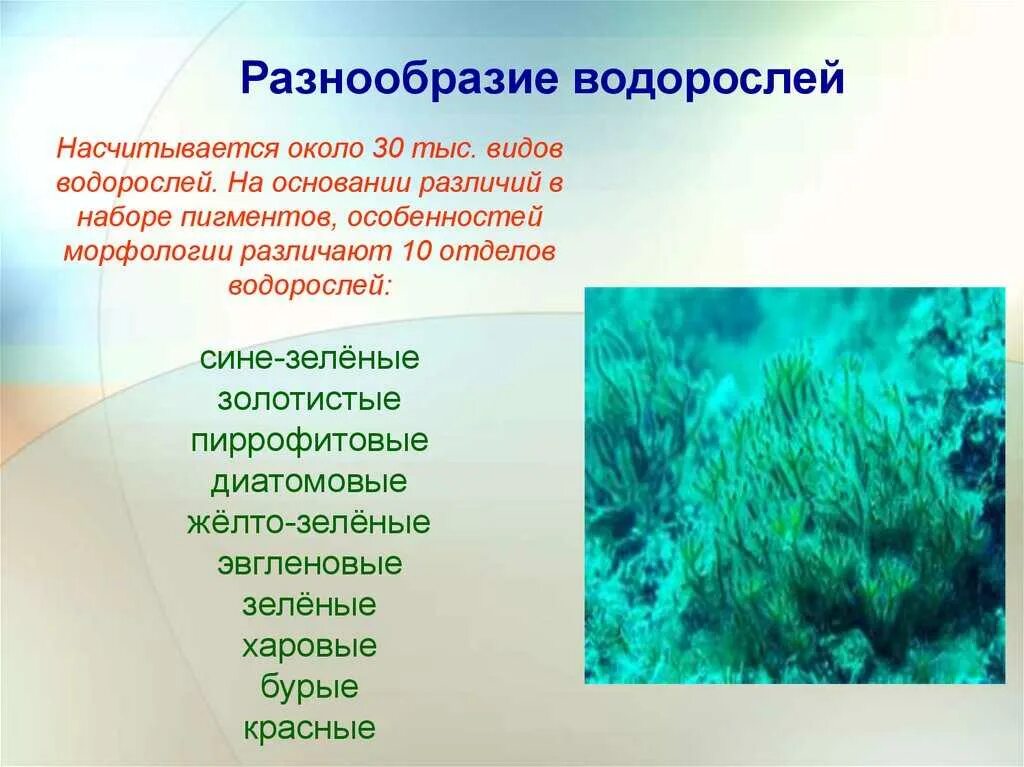 Многообразие водорослей. Водоросли их многообразие в природе. Типы водорослей. Водоросли их разнообразие и значение в природе.