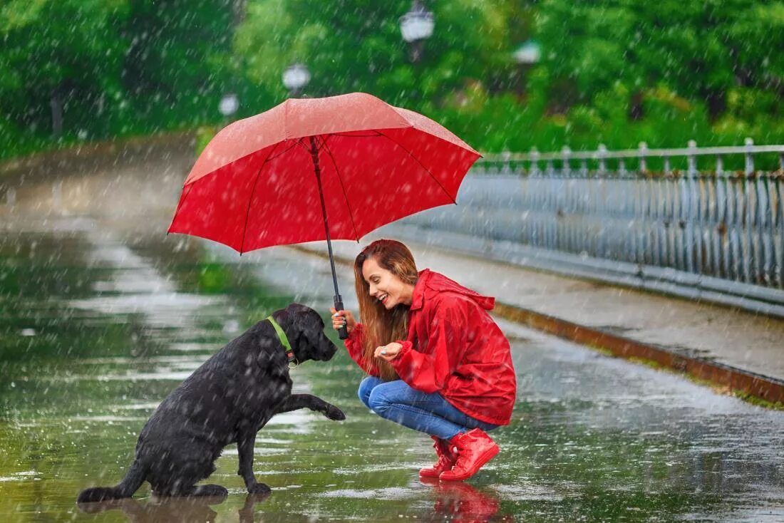 When i came it rain. Фотосессия под дождем. Дождик зонтик. Фотосессия в дождь с собакой. Прогулка под дождем животные.