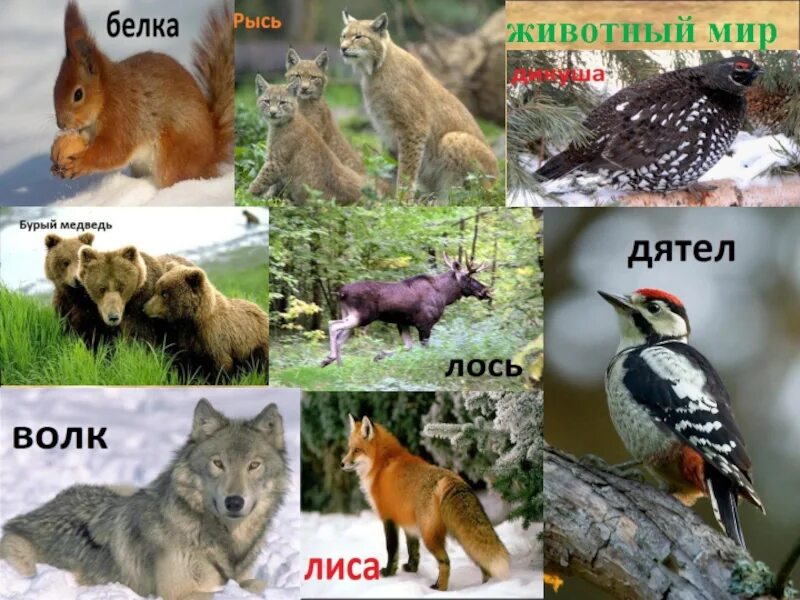 Обитатели тайги. Звери тайги. Лиса, волк и медведь. Животный мир тайги в России. Лось белка рысь