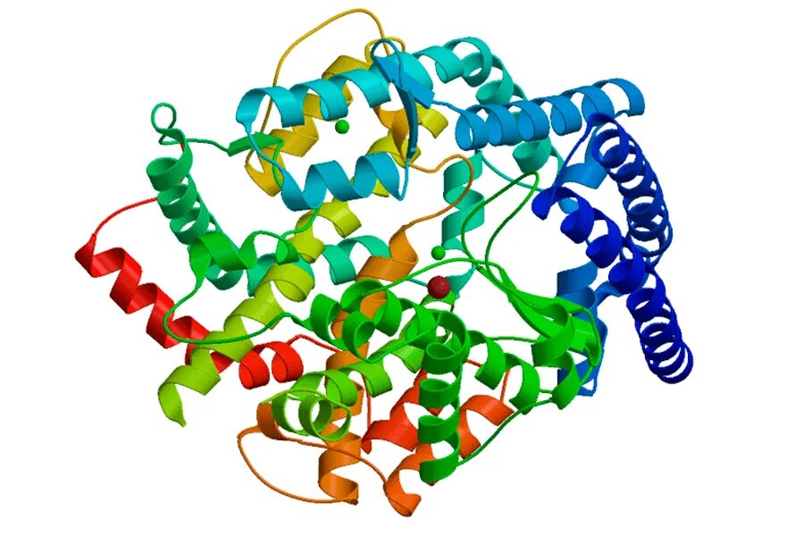 Ферменты картинки. Строение молекулы белка фермента. Амилаза липаза протеаза. Амилаза строение белка. Белки ферменты структура белка.