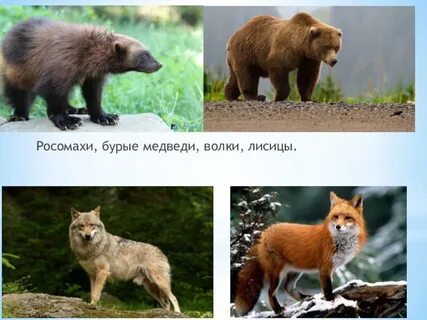 Волк лиса медведь картинки