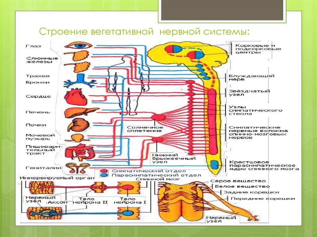 Функции выполняет симпатический отдел нервной системы. Структура вегетативной нервной системы физиология. Вегетативная нервная система топография. Вегетативная нервная система анатомия схема. Отделы вегетативной нервной системы строение.