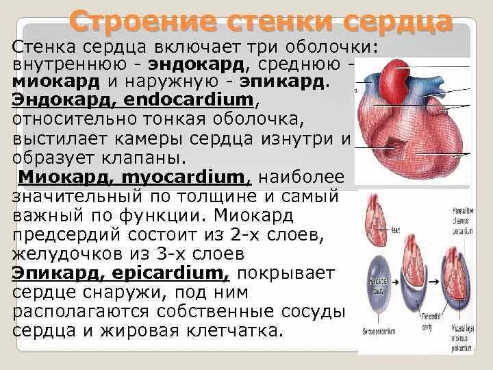 Стенки предсердий и желудочков. Эпикард перикард миокард. Наружный соединительнотканный слой стенки сердца. Особенности строения слоёв сердечной стенки таблица. Отличие эндокарда миокарда эпикарда.