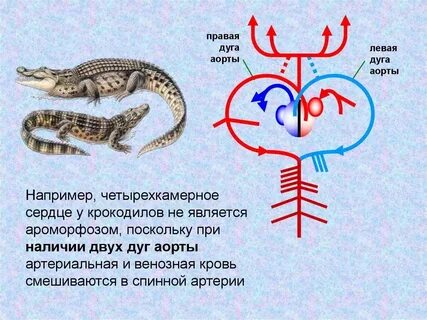 Ящерица сколько кругов кровообращения