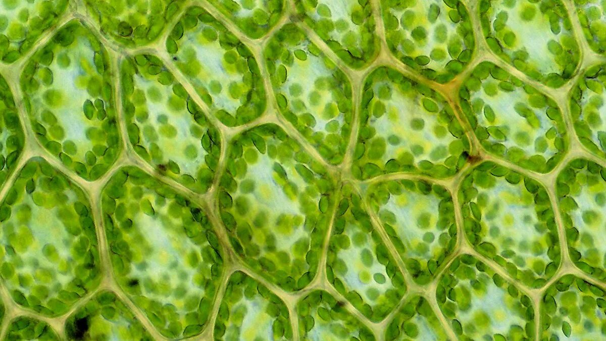Хлоропласты в зеленых клетках. Фотосинтезирующая ткань растений. Фотосинтезирующая ткань листа. Клетки фотосинтезирующей ткани элодеи. Хлоропласт микрофотография.