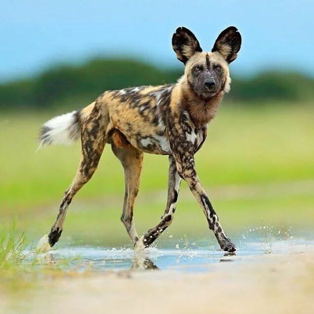 African Wild Dog Facts - Animal Facts Encyclopedia African wild dog, Dog facts, 