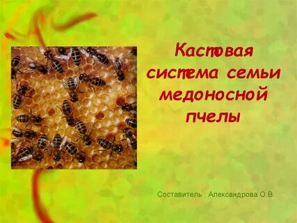 Медоносная пчела содержатся человеком впр