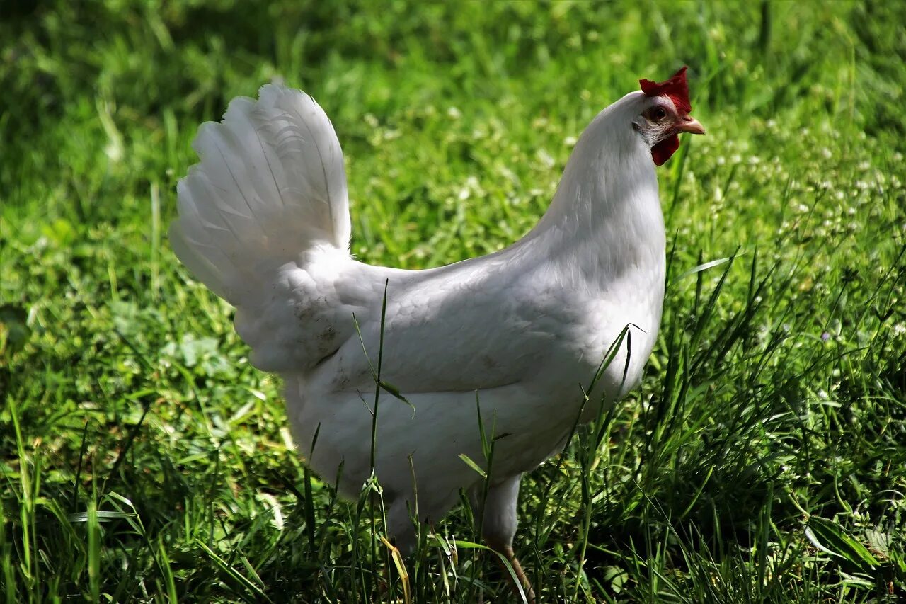O chicken