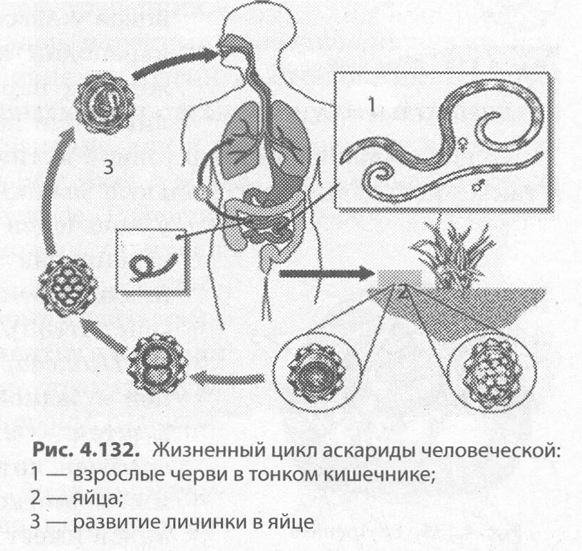 Цикл развития человеческой аскариды рисунок. Цикл развития аскариды 7 класс биология схема. Круглые черви цикл развития. Жизненный цикл аскариды человеческой рисунок.