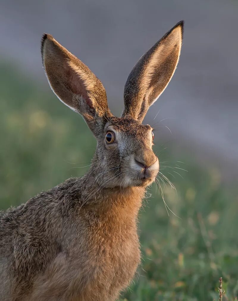 Почему уши у зайцев. Заяц-Русак. Зайцеобразные заяц Русак. Степной заяц Русак. Заяц Русак уши.