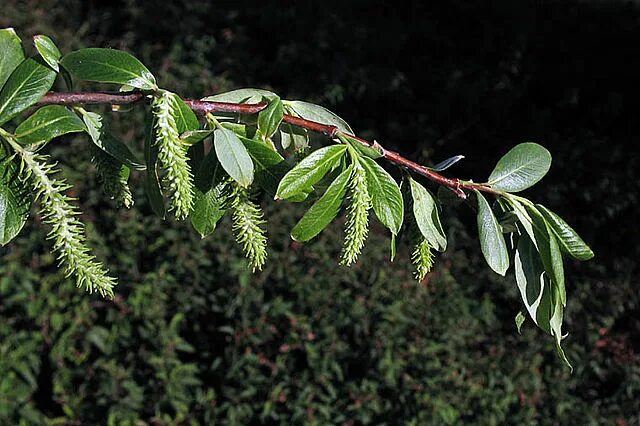 Вид ивы 3. Ива шерстистопобеговая (Salix dasyclados). Salix растение. Красная Ива (Salix purpurea). Ива шерстистопобеговая Гмелина.