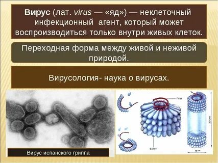 Вирус неодушевленное