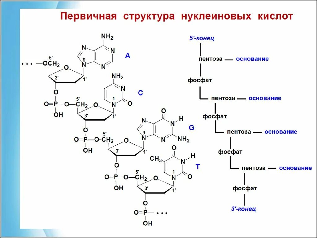 Элементы состава нуклеиновых кислот. Структура нуклеиновых кислот формула. Нуклеиновые кислоты химия формула. Общая формула нуклеиновых кислот в химии. Строение нуклеиновых кислот формула.