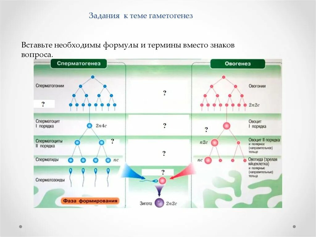 Этапы сперматогенеза 6 этапов. Гаметогенез схема ЕГЭ. Овогенез схема ЕГЭ биология. Гаметогенез ЕГЭ биология таблица. Задачи на гаметогенез.