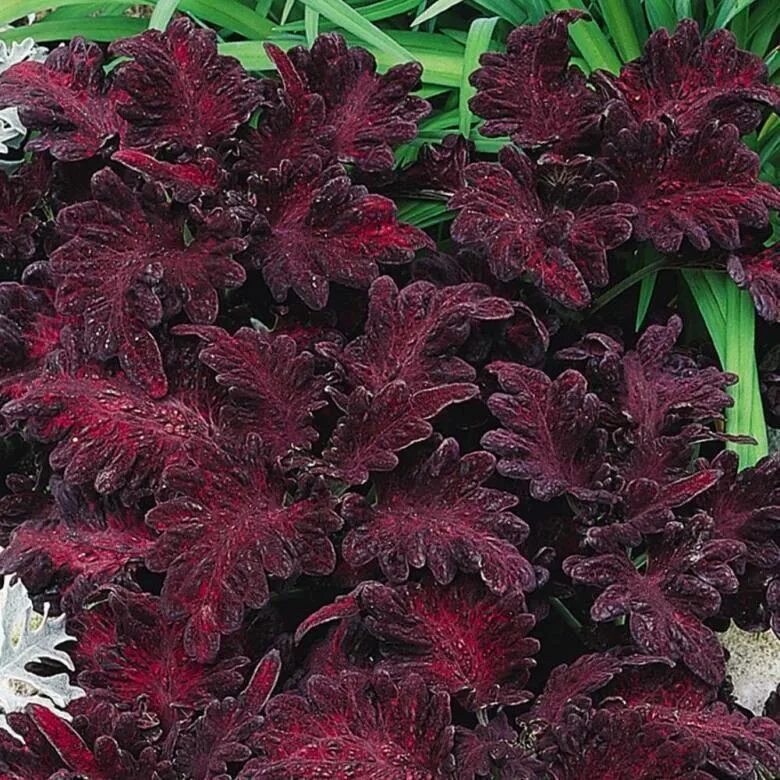 Как называется цветок бордовый лист. Колеус Блюме Блэк драгон. Колеус Дрэгон Блэк. Колеус Блюме Блэк. Колеус Блюме Блэк дракон.